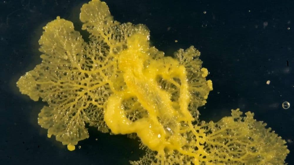 डोळे नाहीत पण बघता येतं, पाय नाहीत पण हालचाल करता येते....हा कोणता प्राणी आहे भाऊ ?