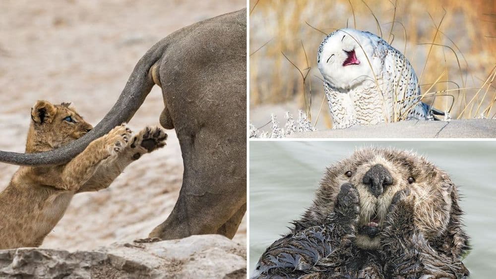 'कॉमेडी वाईल्डलाईफ फोटोग्राफी अवॉर्ड'मधील १० अफलातून फोटो !!