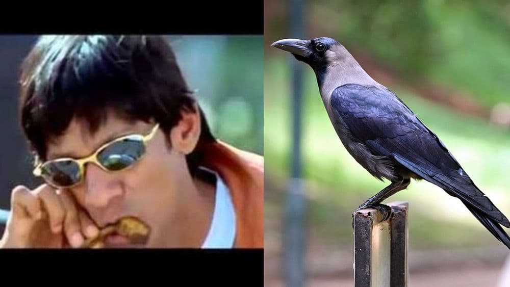 चेन्नईमध्ये मिळत होती कव्वा बिर्याणी आणि कोणाला पत्ताच नाही...काय आहे ही भानगड?