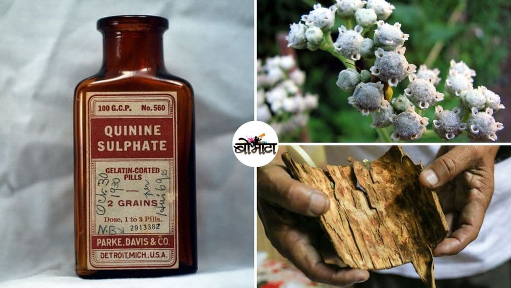 मलेरियावरचं सर्वात जुनं औषध 'क्विनाइन' स्मगलिंग करावं लागलं होतं माहित्ये का?
