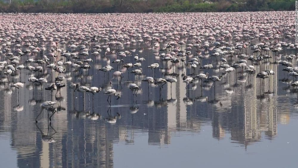 महाराष्ट्रातल्या या  ठिकाणी उतरलेत हजारो फ्लेमिंगो....तुमचा नक्कीच विश्वास बसणार नाही !!