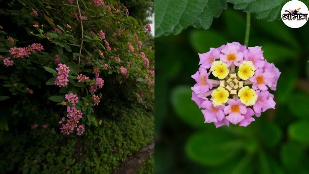 जनावरं घाणेरी का खात नाहीत? हे झाड आलं कुठून आणि त्याचे नक्की काय फायदेतोटे आहेत?