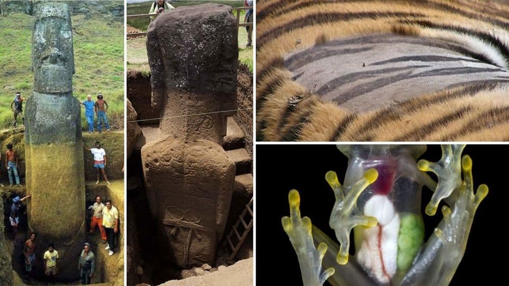 पाहायलाच हवेत असे हे २० फोटो‌ : तुम्हाला कधीही न पाहिलेल्या अनोख्या गोष्टी दाखवतील...