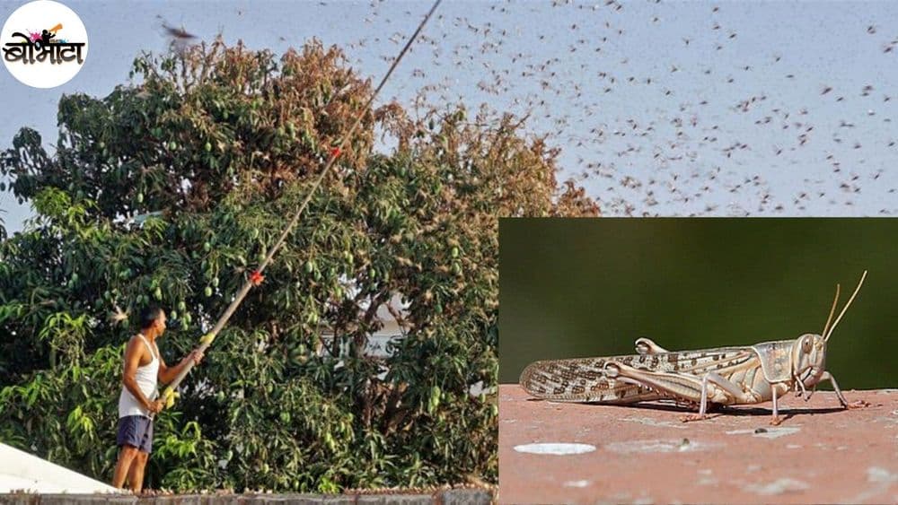 टोळधाडीच्या भयंकर संकटात सापडलाय भारत! वाचा या टोळधाडीबद्दल संपूर्ण माहिती सविस्तर...