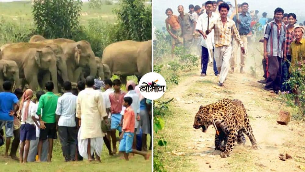 एका हत्तीणीच्या मृत्यूने आपण हळहळत आहोत, पण या प्राण्यांच्या मृत्यूमागची खरी कारणं तर जाणून घेऊयात?