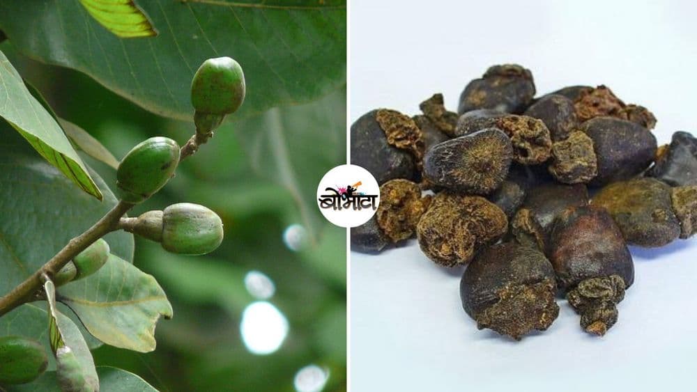 विषारी म्हणून ओळखल्या जाणाऱ्या बिब्ब्याच्या फळाचे आणि लाकडाचे हे उपयोग तुम्ही कधीच ऐकले नसतील!!