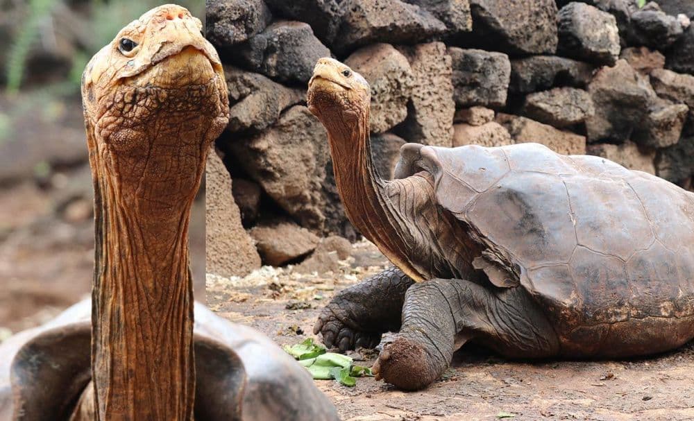 आपल्या प्रजातीला एकट्याच्या दमावर वाचवल्यानंतर हा पठ्या घरी जातोय !!