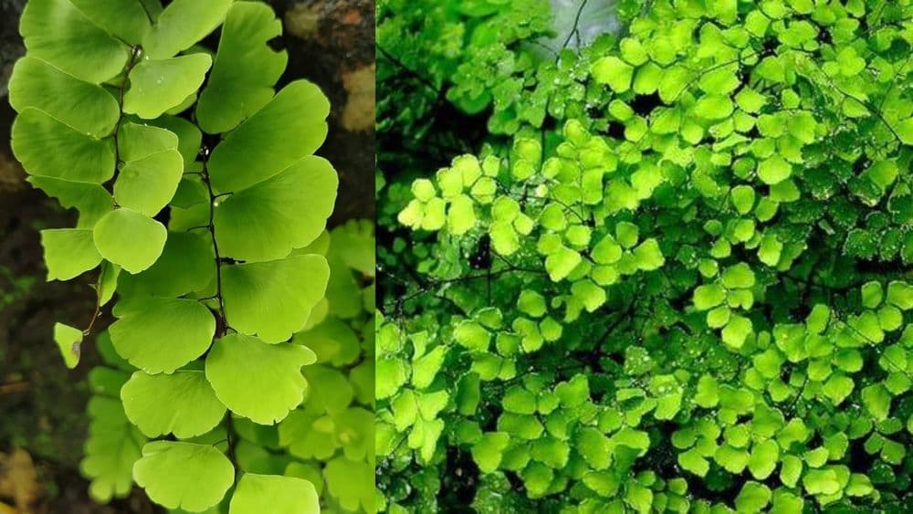 बोभाटाची बाग : भाग ८ - १४ कोटी वर्षांपासून अस्तित्वात असलेले, पण दुर्लक्षित राहिलेले नेचे !!