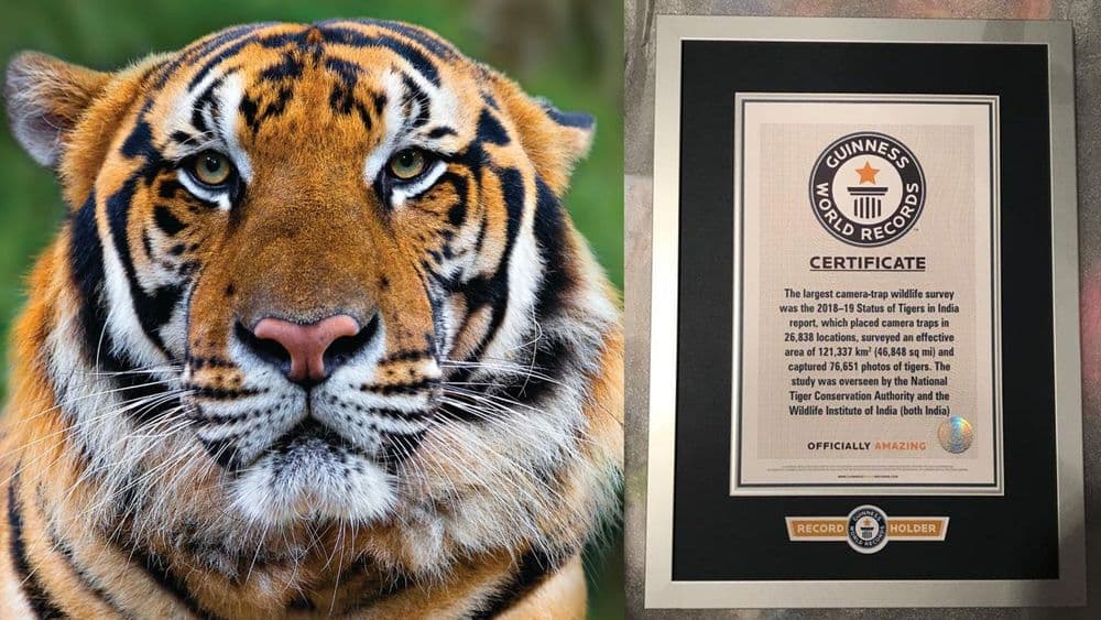 सर्वात मोठा कॅमेरा ट्रॅप.. भारतातल्या वाघांवरच्या सर्वेक्षणाची गिनिज बुकमध्ये नोंद!! वाचा नेमकं काय घडलंय...
