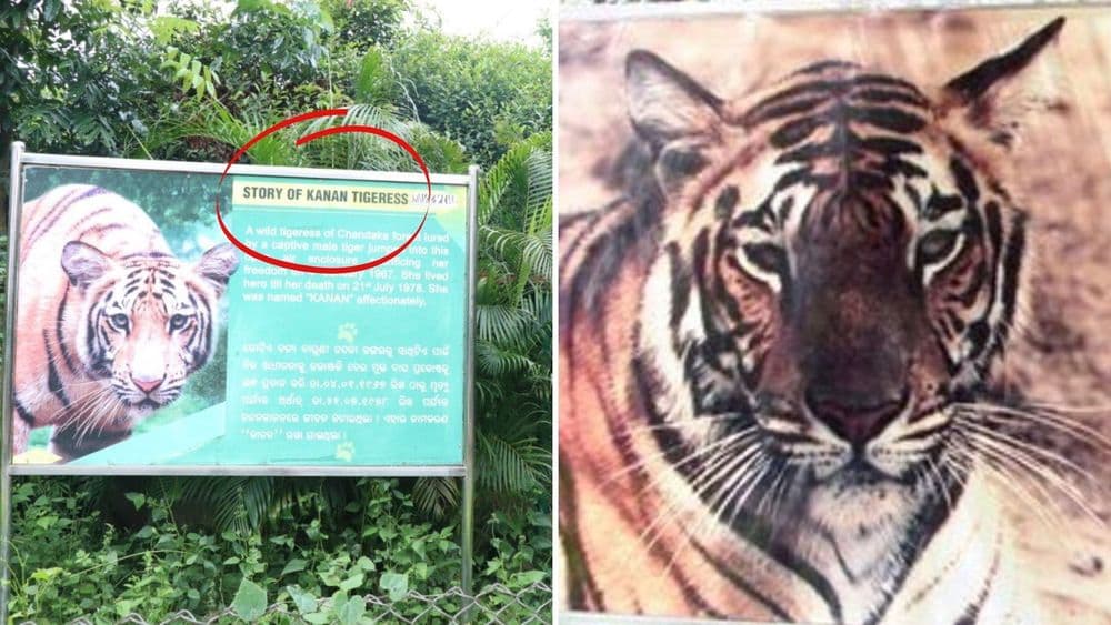 जेव्हा वाघीण एका वाघासाठी स्वतःच प्राणीसंग्रहालयात येते!