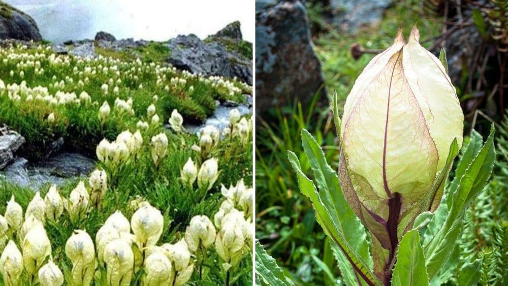 बोभाटाची बाग - भाग  १६ : हिमालयात ३००० ते ५७००मी उंचीवर उगवणारं 'खरं' ब्रह्मकमळ आणि त्याची रोचक कथा!!