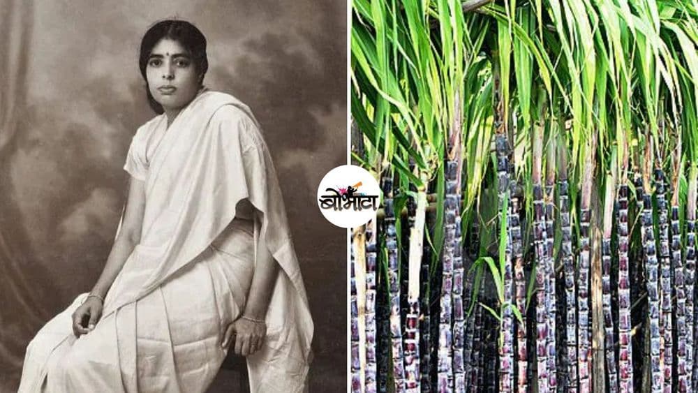 ऊसाला गोडवा देणारी शास्त्रज्ञ!! तोपर्यंत आपल्याला परदेशातून आयात केलेल्या गोड ऊसाच्या  जातींवर अवलंबून राहावं लागत होतं!!