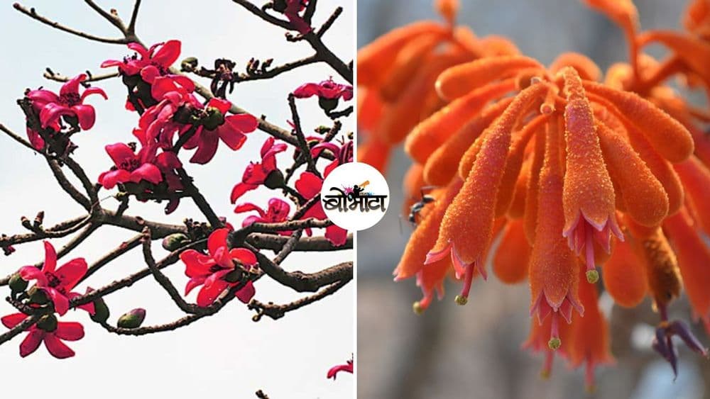 बोभाटाची बाग : भाग २१ - देशी वृक्ष आणि त्यांच्या शास्त्रीय नावामागचा रंजक इतिहास!!