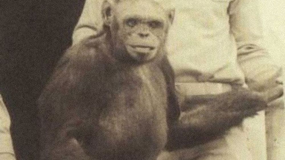 चिम्पान्झी ऐकलंय पण हे ह्यूमांझी काय असतं? भेटा जगातील सर्वात प्रसिद्ध ह्यूमांझी ऑलिव्हरला !!