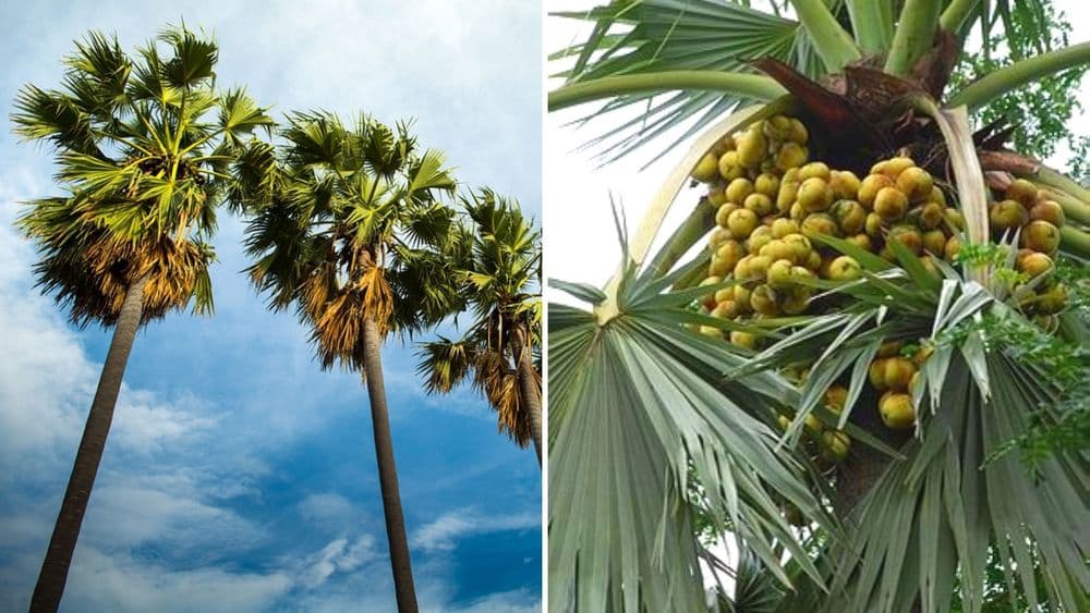 बोभाटाची बाग : भाग २३ - या झाडाच्या ८०१ उपयोगावर कविता रचूनही उपेक्षित राहिलेला कल्पवृक्ष !!