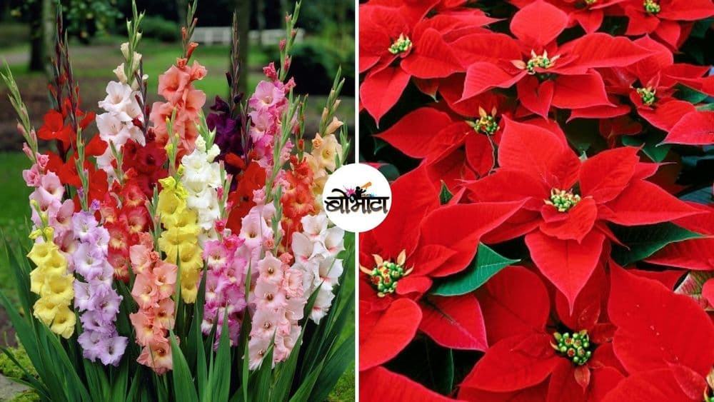 बोभाटाची बाग : भाग २६ - जुलै ते डिसेंबरपर्यंतच्या 'बर्थ फ्लॉवर' आणि त्यांच्या स्वभावाबद्दल जाणून घ्या !!