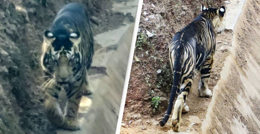 ओडीसात दुर्मिळ काळा वाघ आढळलाय... या काळ्या रंगाचं रहस्य जाणून घ्या!!