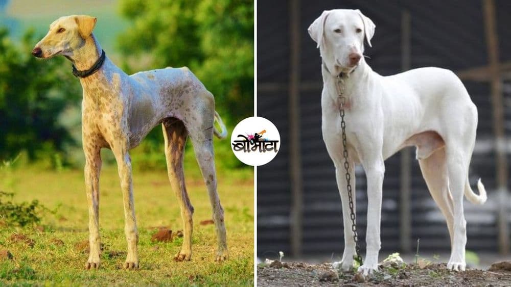 'बीएसएफ'कडून दोन भारतीय श्वान प्रजातींना प्रशिक्षण देण्यात येत आहे...प्रशिक्षणाची पूर्ण प्रक्रिया समजून घ्या !!