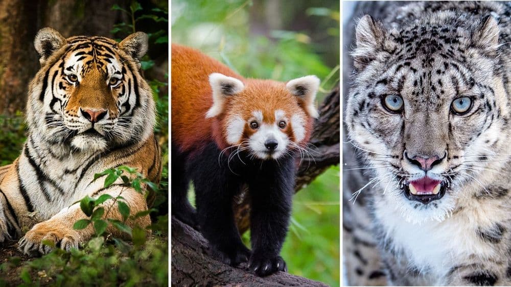 नामशेष होण्याच्या मार्गावर असलेले जगातील १६ प्राणी : भाग १