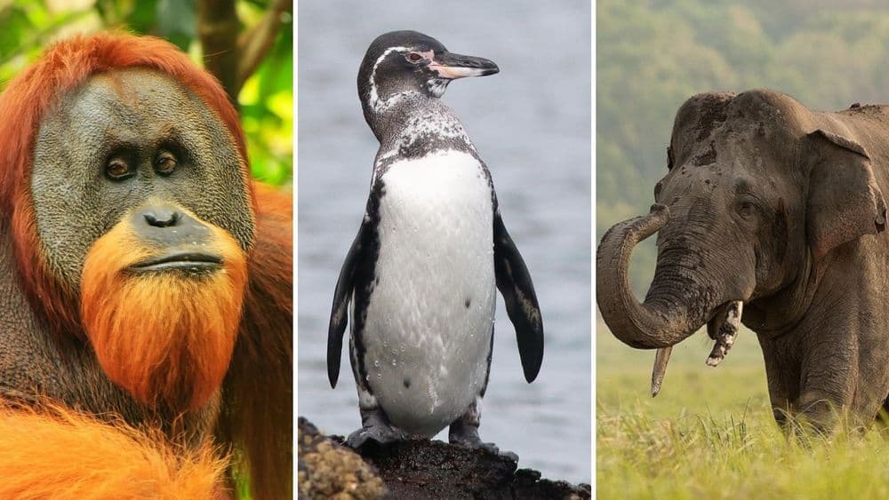 नामशेष होण्याच्या मार्गावर असलेले जगातील १६ प्राणी : भाग २