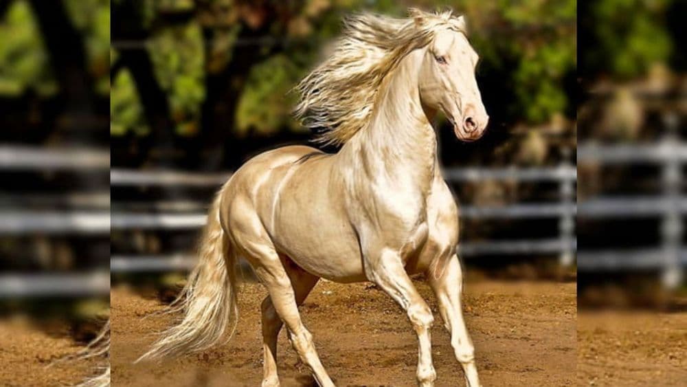 अखल टेके: जगातील सर्वात सुंदर घोडे....या घोड्यांच वैशिष्ट्य काय? ते इतर घोड्यांपेक्षा वेगळे कसे आहेत?