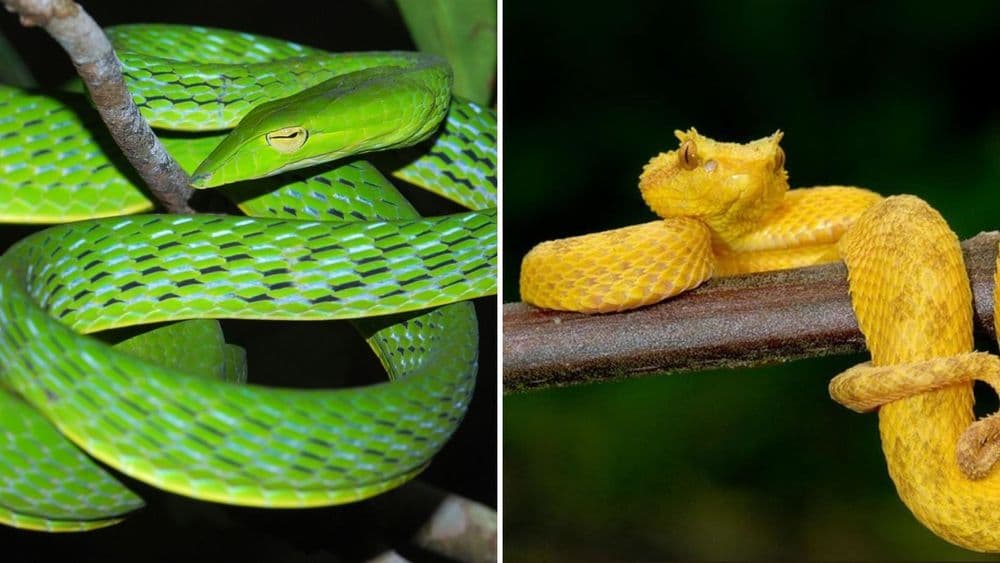 सापांची भीती वाटते? हे ९ साप बघून सापांच्या प्रेमात पडाल!!