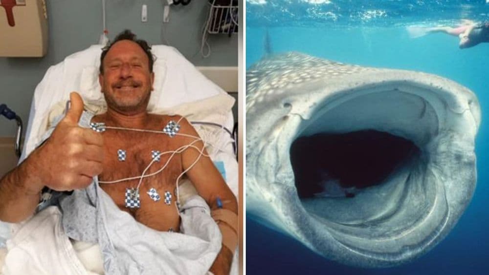 व्हेल माशाच्या जबड्यातून सुखरूप परतलेला माणूस....काय घडलं होतं? तो कसा बचावला?