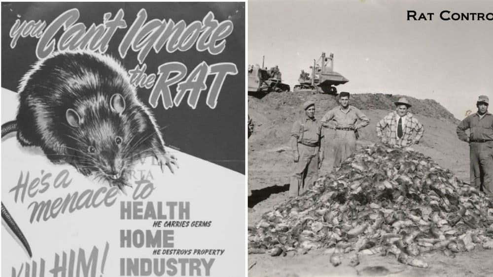 कॅनडाचे हे राज्य १०० टक्के उंदीर-मुक्त कसे झाले? त्यांनी उंदरांना मारण्यासाठी कोणता कार्यक्रम राबवला?