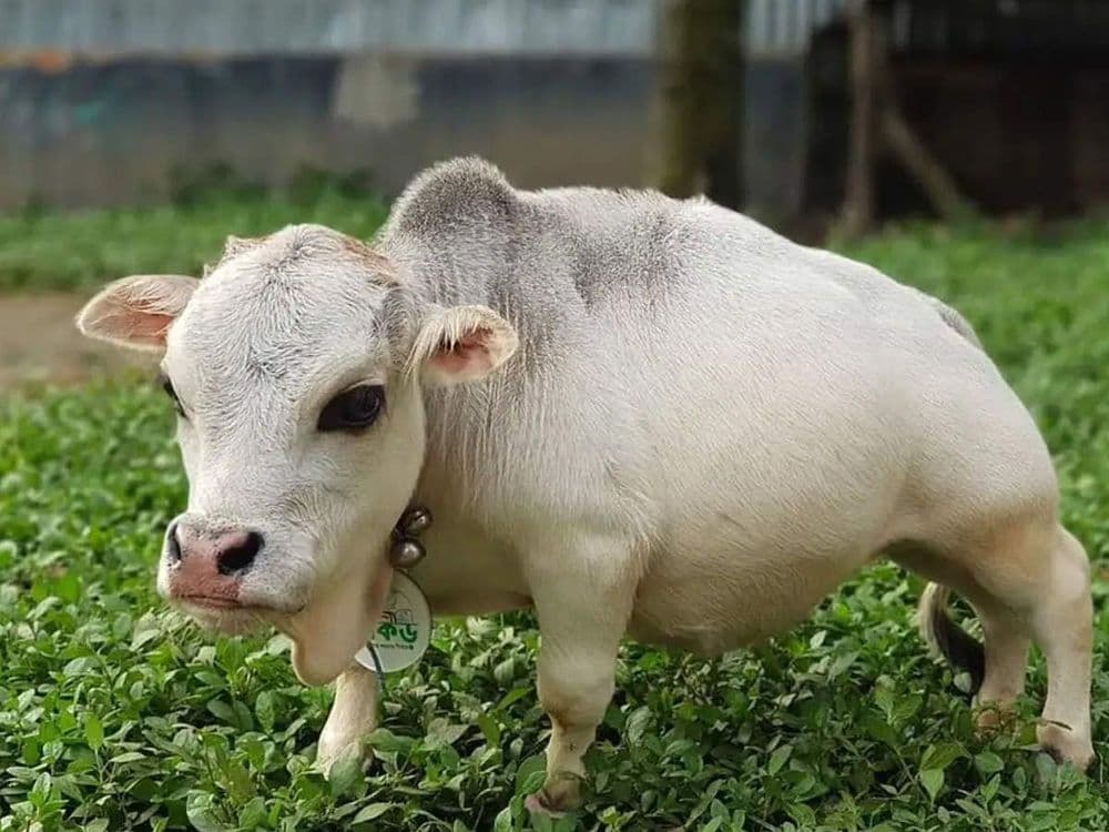 भेटा जगातल्या सर्वात लहान आकाराच्या गायीला...एवढ्या लहान आकाराची गाय तुम्ही कधी पाहिली आहे का?