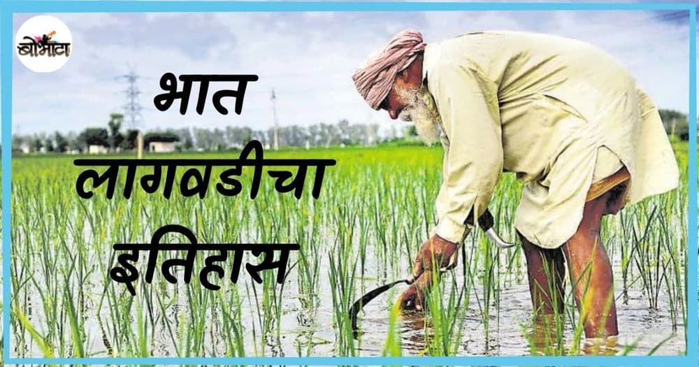 आशिया खंडात आवडीने खाल्ला जाणारा भात तब्बल ९००० वर्षे जुना आहे? वाचा भाताच्या लागवडीची कहाणी!!