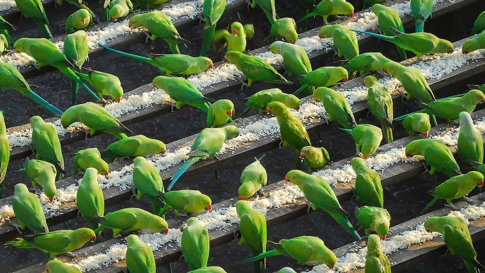 हा पक्षीमित्र रोज ४००० पोपटांना जेऊ घालतो