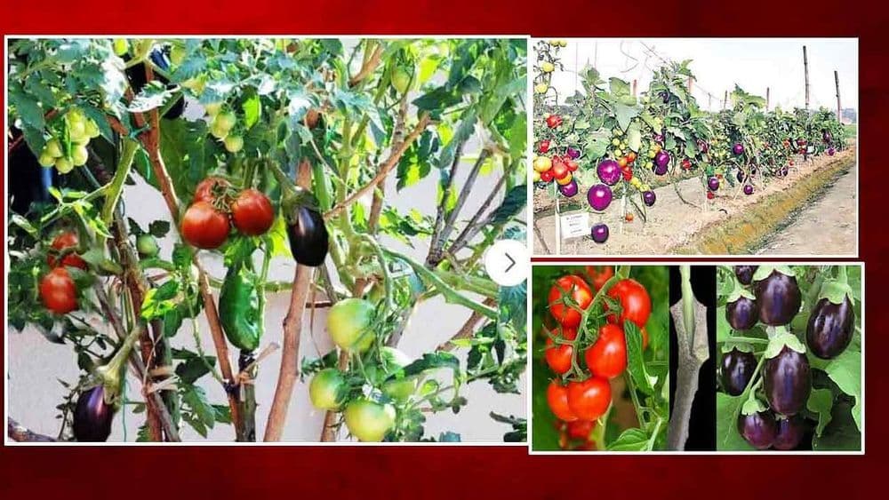ब्रीमॅटो: भारतीय शेती संशोधन मंडळाचं संशोधन!! एकाच झाडावर येणार टोमॅटो आणि वांगेसुद्धा!!