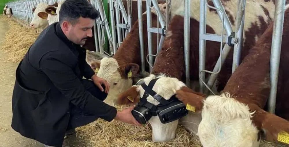 या शेतकऱ्याने गायीने दूध जास्त द्यावे म्हणून तिला चक्क VR गॉगल्स घातले!!