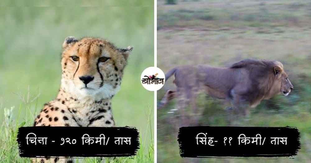 जगातले १० सर्वात वेगवान प्राणी!! यादी पाहा आणि तुमचे अंदाज कितपत बरोबर आले ते ही सांगा़!!