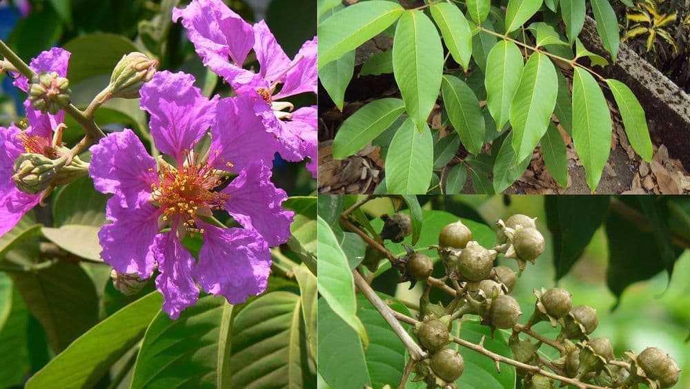 राज्य फुलाने फुलली मुंबई. ताम्हणाची ही सुंदर फुले तुम्ही कधी पहिली आहेत का?