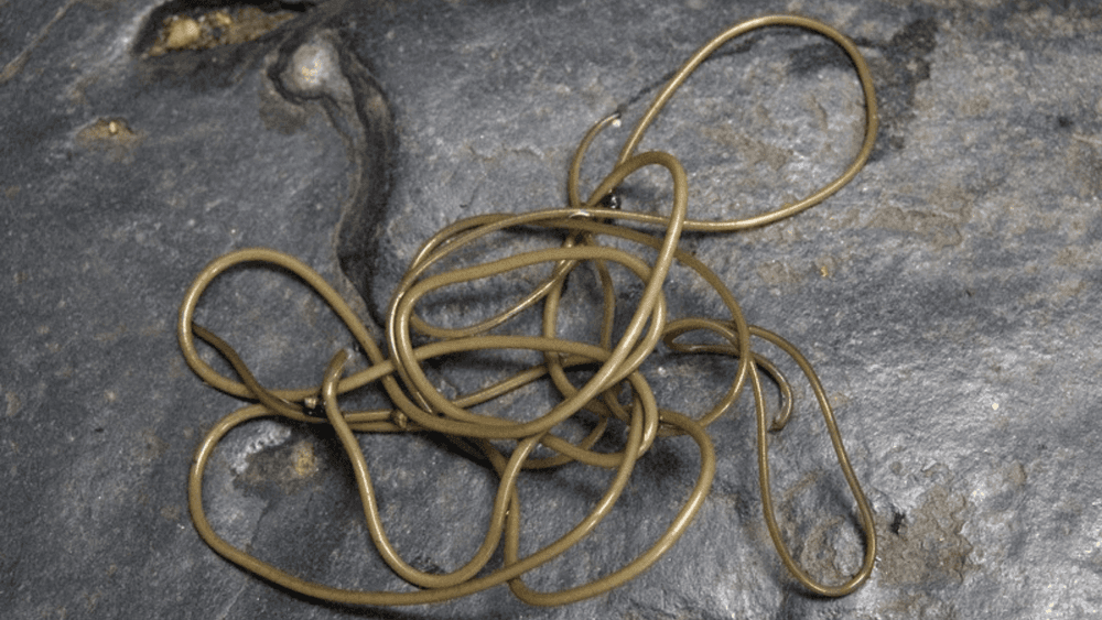 सत्य जाणून घ्या शिवनाग वृक्षाच्या वळवळणार्‍या मुळांचे !