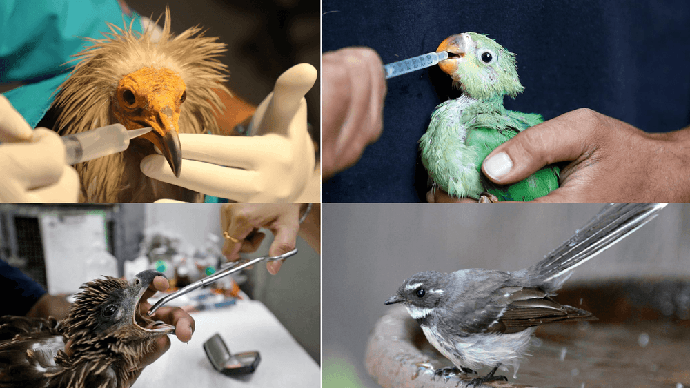 पक्ष्यांनाही सनस्ट्रोकचा धोका? प्रखर उन्ह तर खरेच, पण माणूसही याला कसा कारणीभूत आहे?