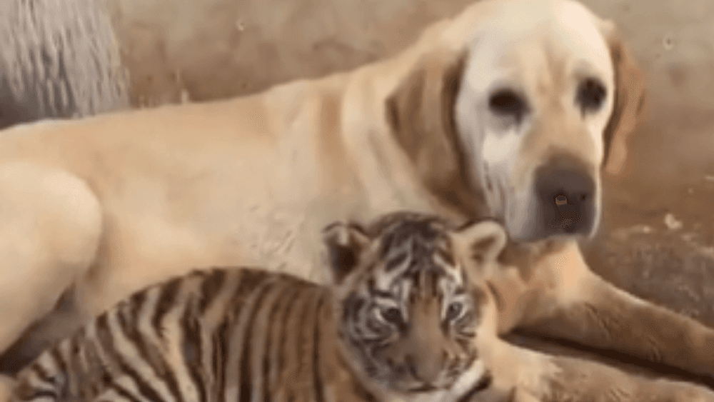 श्वानाने केला वाघाच्या  बछड्यांचा सांभाळ! भूतदयेचे हे उदाहरण पाहून दगडालाही पाझर फुटेल!!