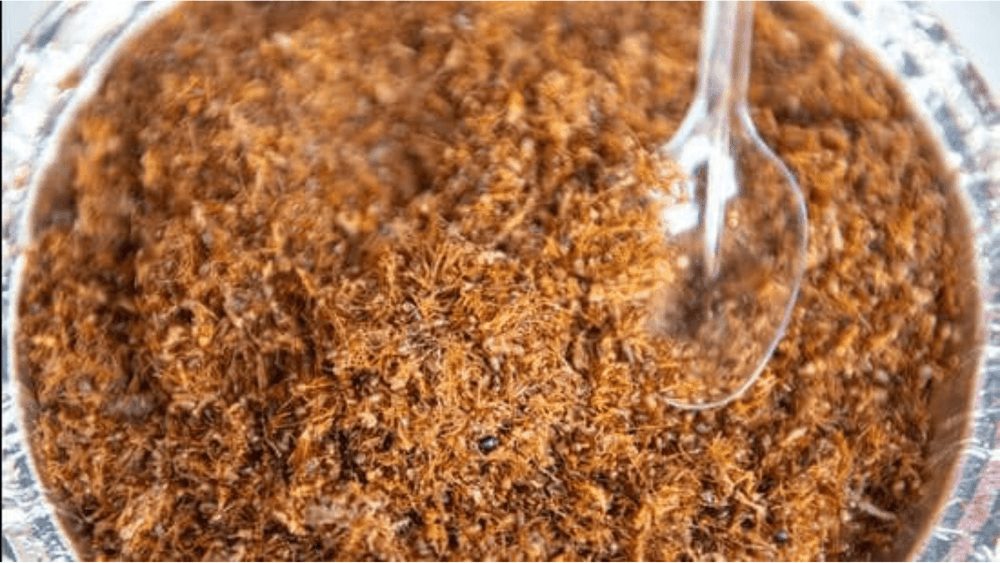 ओदिशातल्या लाल मुंग्यांच्या चटणीला मिळाले आहे जीआय मानांकन!! वाचा या विचित्र चटणीबद्दल..