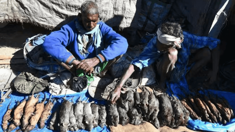  येत्या रविवारी ऊंदराचं मटण खाल का  ??