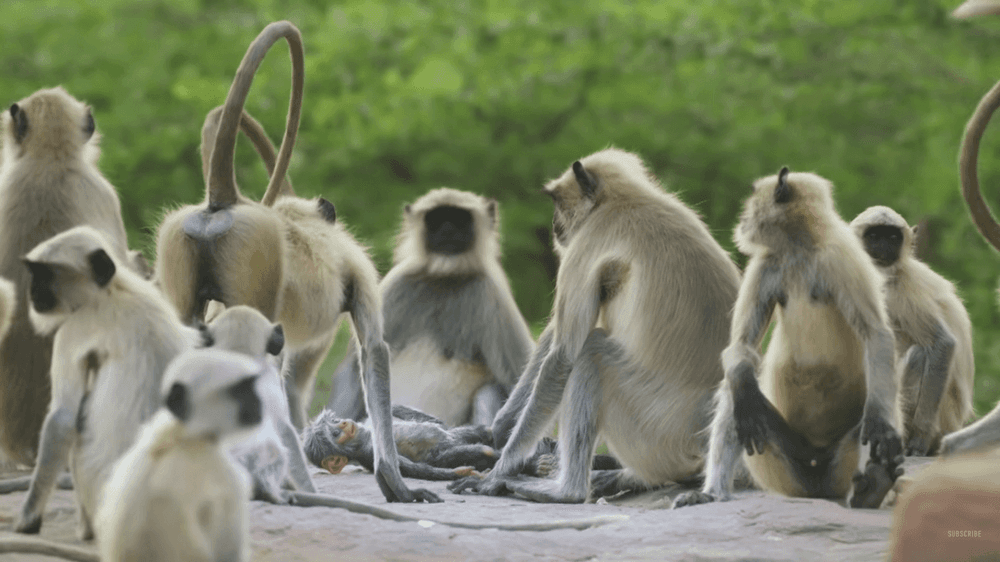 यांच्यातही माणसासारखीच संवेदना : यांचा जिव्हाळा पाहून तुम्हालाही गलबलून येईल... 