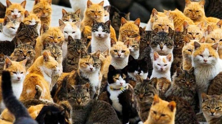 जपानच्या या बेटावर आहे मांजराचं राज्य...का आहे मांजरांना एवढं महत्व ? वाचा ३०० वर्ष जुना इतिहास !!