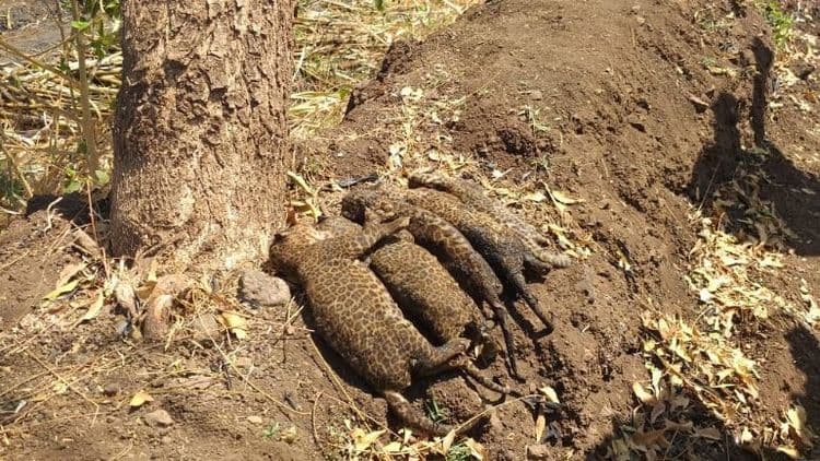 पुण्यात बिबट्याच्या ५ पिल्लांना जिवंत का जाळण्यात आलं ??