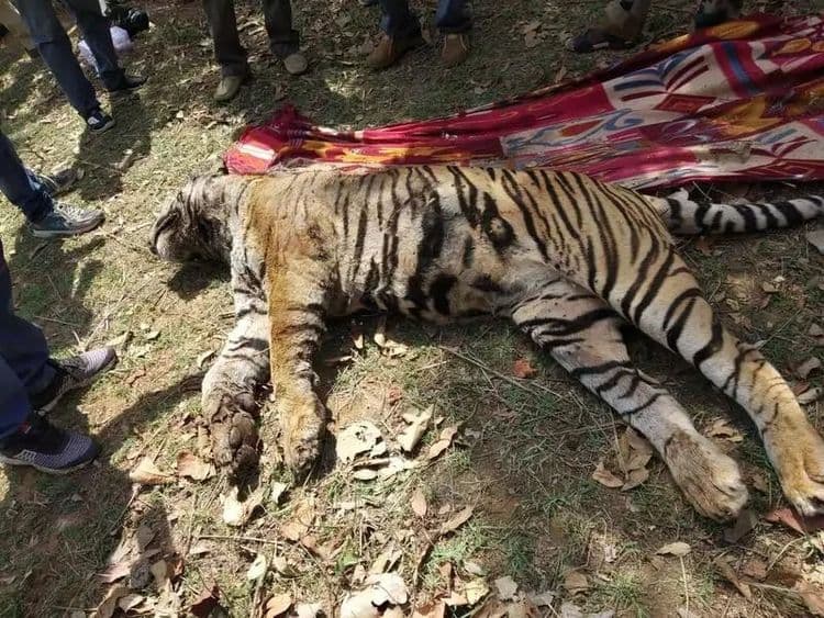 मध्यप्रदेश मध्ये एका वर्षात तब्बल १४ वाघांचे बळी ? काय कारण आहे ??