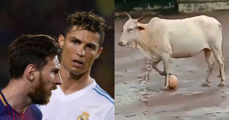 व्हिडीओ ऑफ दि डे : ही गाय तर फुटबॉल खेळून राह्यली ना राव.....व्हिडीओ पाह्यला का ?