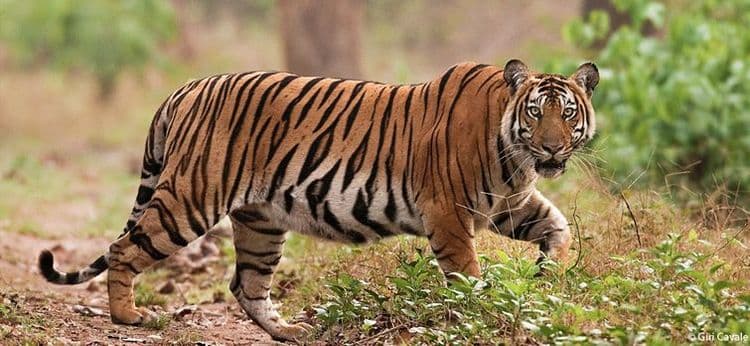 या वाघाने १५० दिवसात १३०० किलोमीटरचा प्रवास का केला ? कारण विचार करायला भाग पाडेल !!