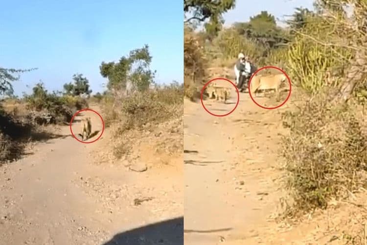 तुमच्या बाईकसमोर सिंहीण आली तर काय होईल? पाहा बरं या गीरच्या सिंहाणीने काय केलं..
