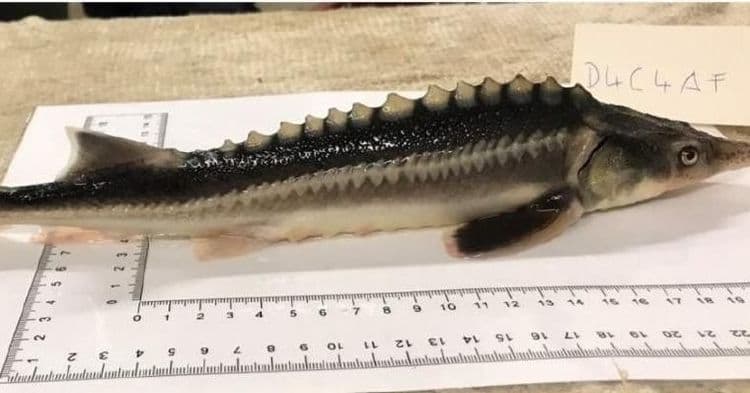 दुर्मिळ प्रजातीला वाचवण्याच्या भानगडीत हंगेरियन शास्त्रज्ञांनी नवीन प्रजातीला कसा जन्म दिला ?