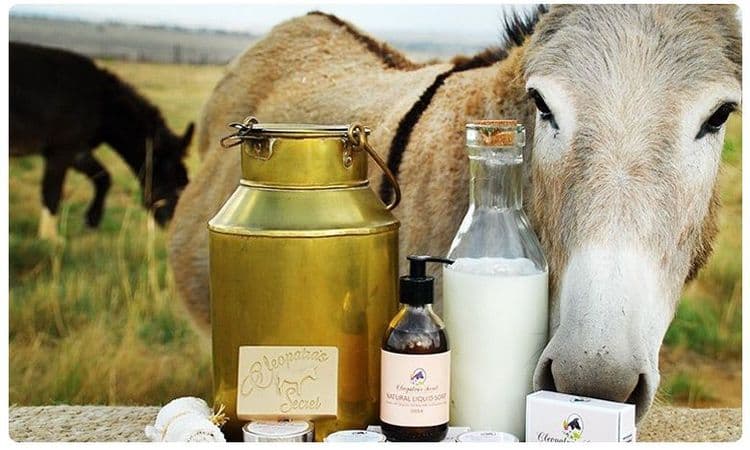 हरियाणामधल्या डेअरीत आता चक्क गाढवीचं दूध का मिळणार आहे? जाणून घ्या किंमत आणि फायदे!!