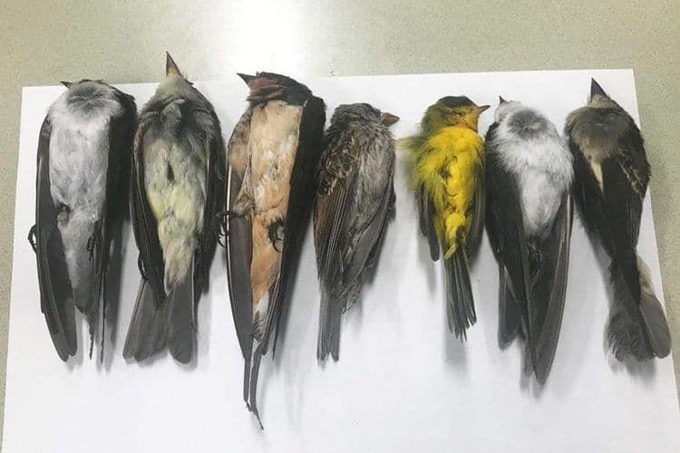 एकाचवेळी हजारो पक्षांचा जीव का जातोय? हा कोणता रोग आहे? त्याने माणसाच्या जीवाला धोका आहे का?